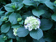 ＊ちいさなことから＊　　2006,5,29_a0030038_194677.jpg