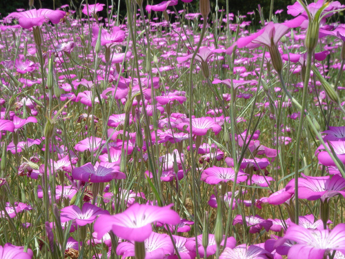 花の文化園その４_b0009845_9502843.jpg