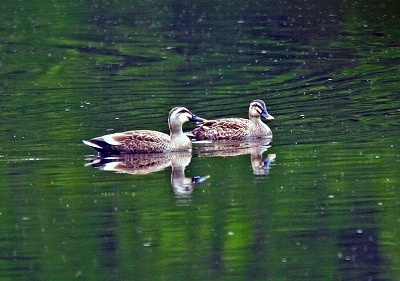 カイツブリ・カルガモ_c0070654_8524148.jpg