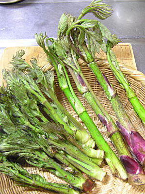タラ の 芽 と 同じ 仲間 の 山菜 は 春の山菜採り オススメ27種類の山菜図鑑 時期 採り方 料理レシピまとめ