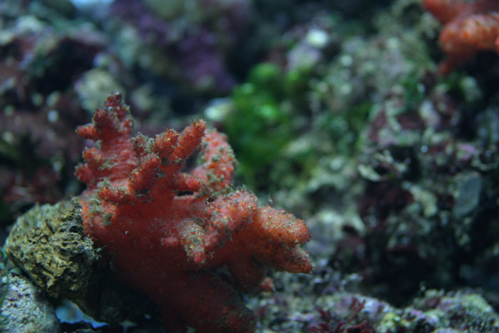 海の植物 水族館ふりーく