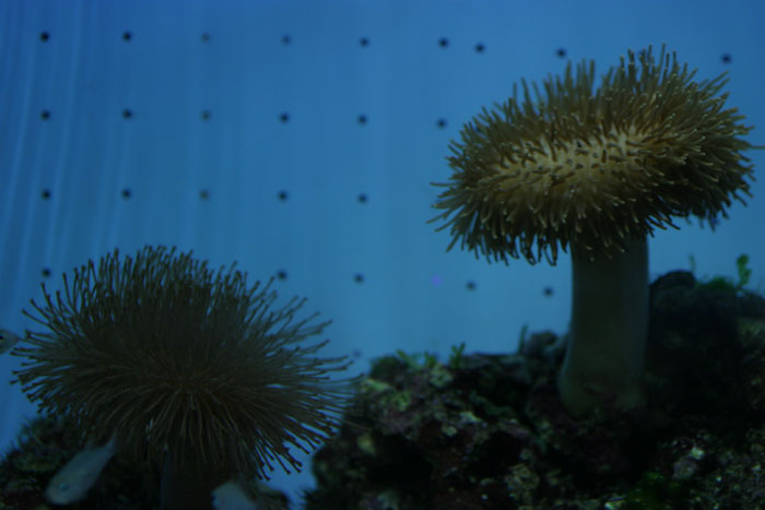 海の植物 水族館ふりーく