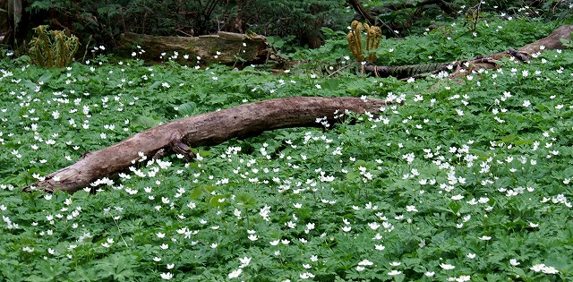 e0039703_013636.jpg