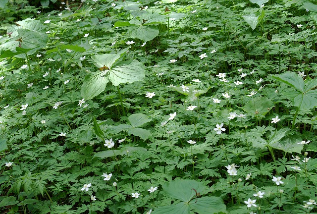 上高地で出会った可愛いお花【延齢草】 　 エンレイソウ_e0039703_21403378.jpg