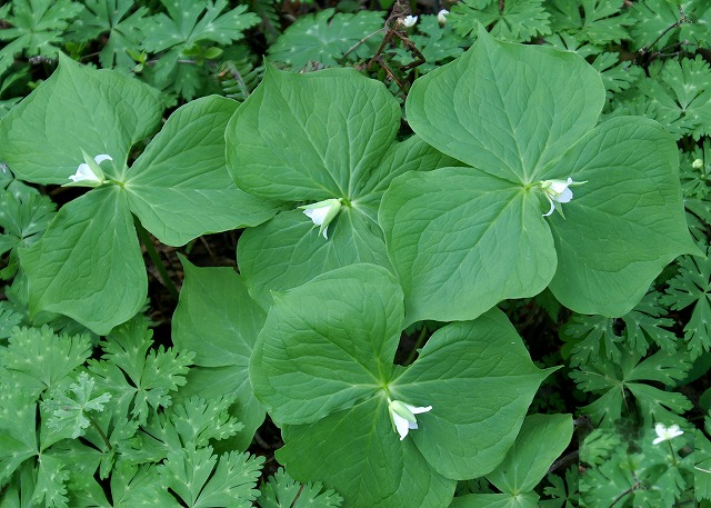 上高地で出会った可愛いお花【延齢草】 　 エンレイソウ_e0039703_2154395.jpg