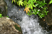 a0039307_22482341.gif