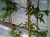 e0056411_2036187.jpg