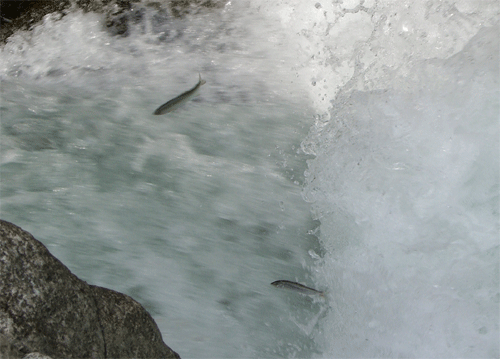b0030123_20115424.gif