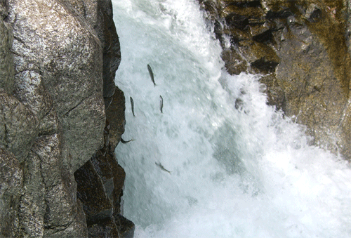 b0030123_20124173.gif