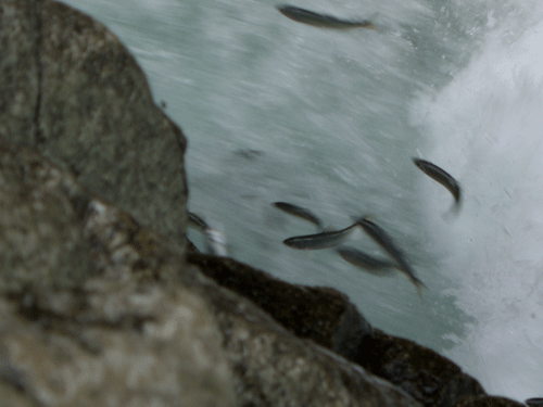 b0030123_20131946.gif
