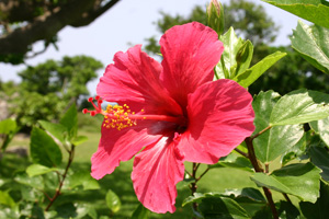 c0024729_21343730.jpg