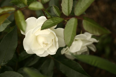 f0005733_2004698.jpg
