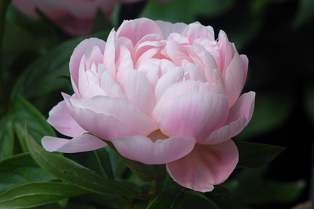 ミセスルーズベルト 蝴蝶の夢