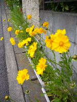 刑事コロンボ 「パイルD-3の壁」_e0080345_189364.jpg