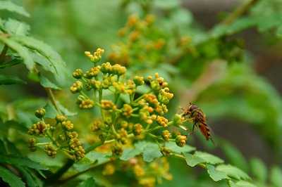 サンショウの花に蜜蜂が来た_b0099877_13344559.jpg