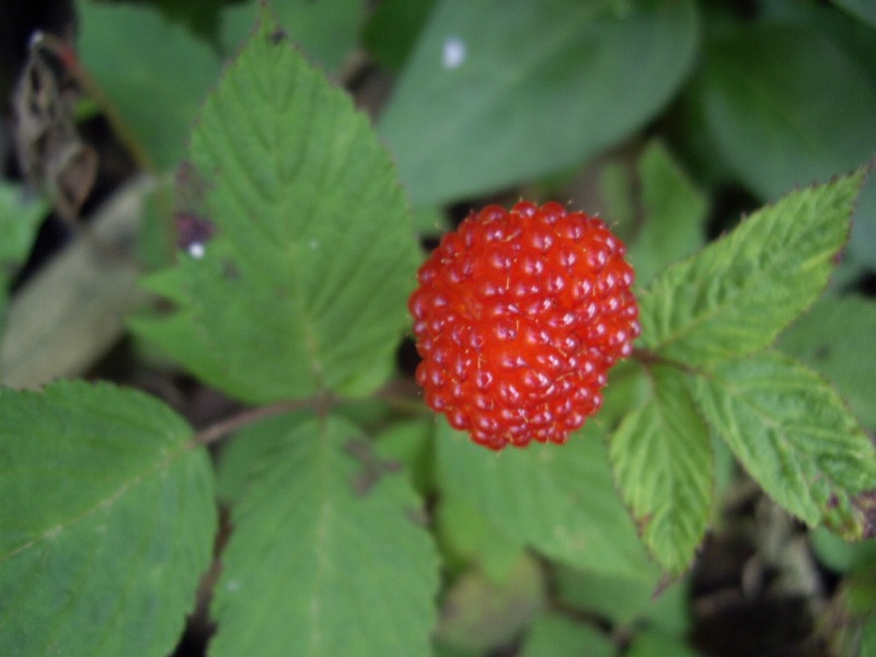 e0037091_0383937.jpg
