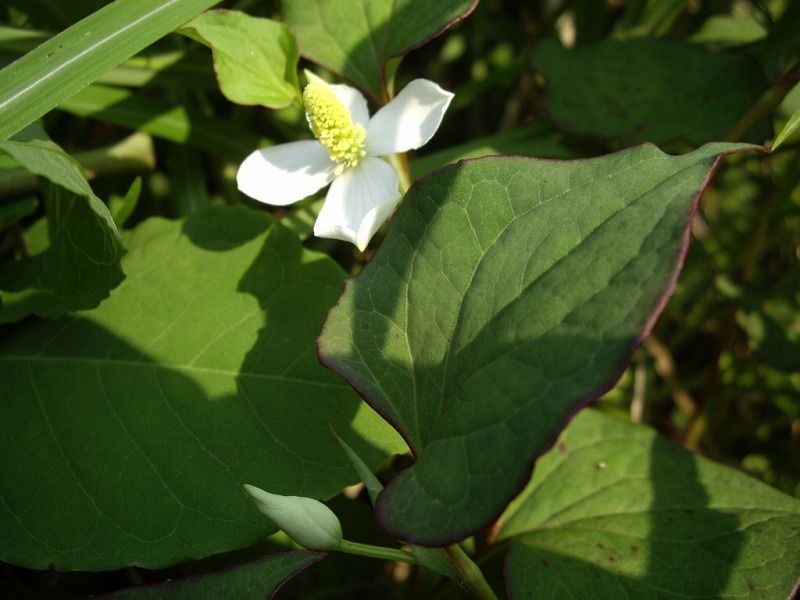 e0037091_0415323.jpg