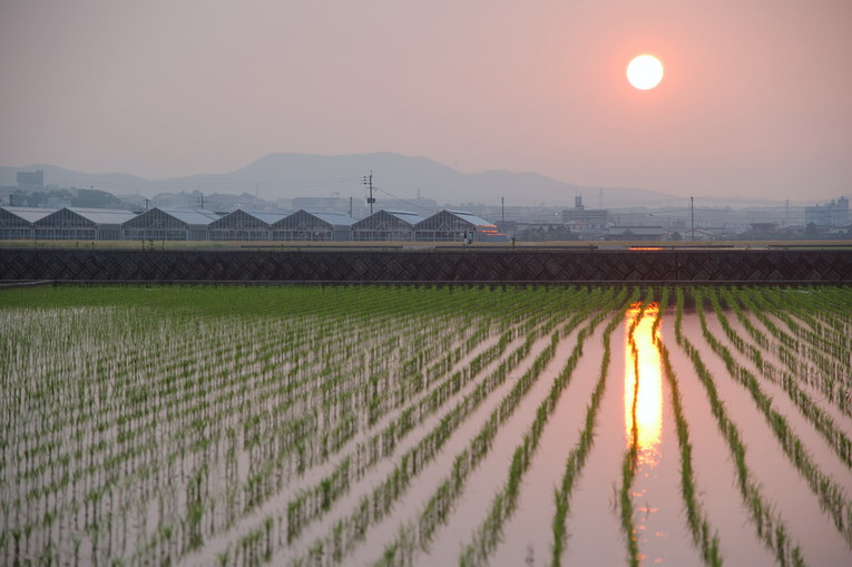 田植え時期なのか_e0095094_1114493.jpg