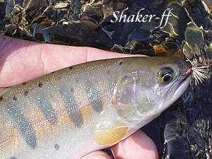 f0021008_11432868.jpg