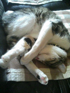 丸くなり過ぎて、亀になった猫_a0033733_0583121.jpg