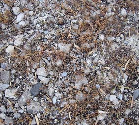 e0060452_20405199.jpg