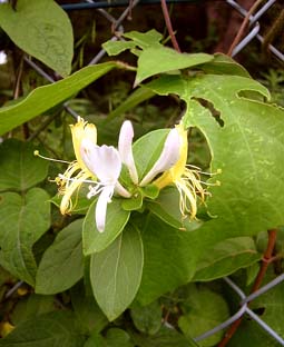 e0060452_219811.jpg