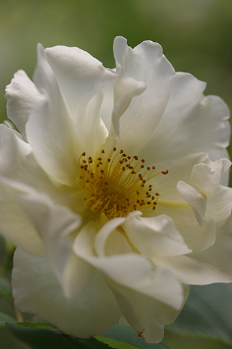 c0006870_13462261.jpg