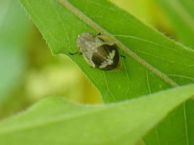 d0019074_94118.jpg