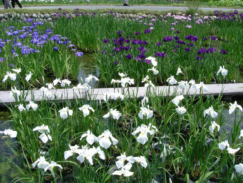 加茂花菖蒲園と可睡ゆりの園_c0015589_18303191.jpg