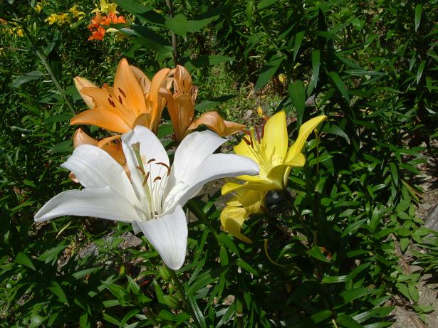 加茂花菖蒲園と可睡ゆりの園_c0015589_18422892.jpg