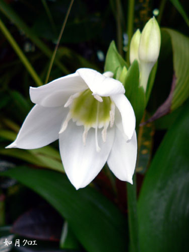 最高の花 ユーチャリス 最高の花の画像