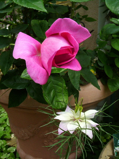 f0007106_20533077.jpg
