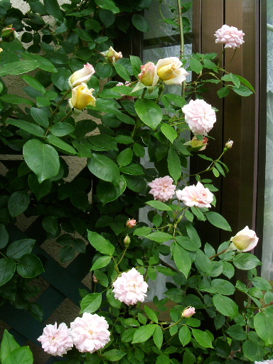 f0007106_20545540.jpg