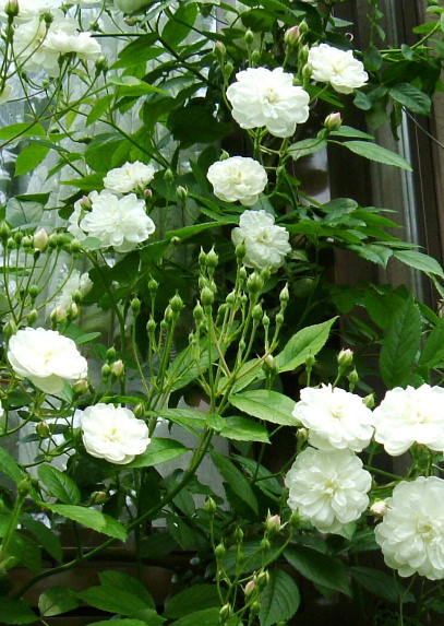 f0007106_2103251.jpg