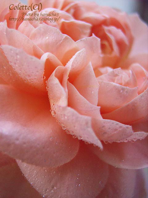 Today\'s Roses.　　〜Vol.10_b0032921_3125740.jpg