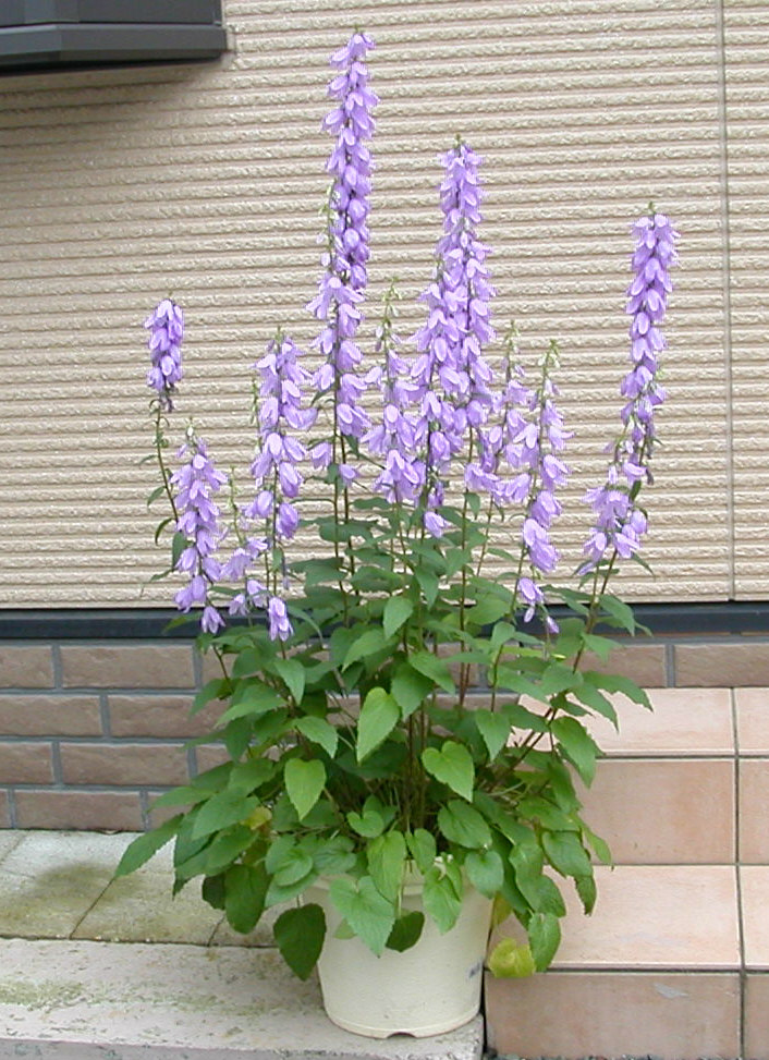 e0033229_2174284.jpg