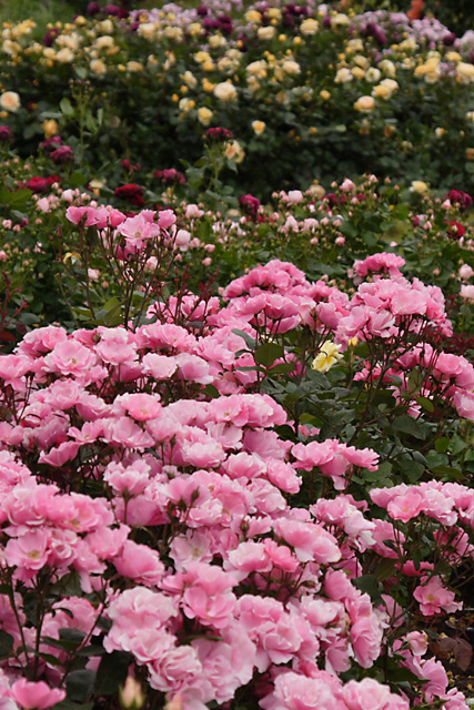 ミササガパークの薔薇　　　フィナーレ _e0077631_1972376.jpg