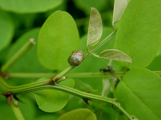d0019074_8403641.jpg