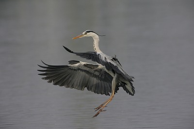 野鳥アルバム_b0047179_1017627.jpg