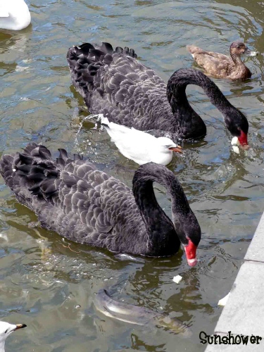 植物園の池の鳥たち_b0015002_22305019.jpg