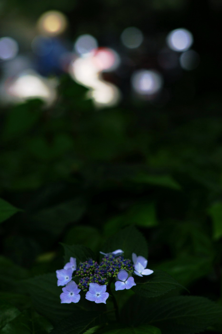 Leica Elmarit-R 2.8/135 花やか 単焦点ポートレートレンズ Leica Elmarit-R 2.8/135 花やか 単焦点ポートレートレンズ