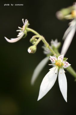 f0005733_20492214.jpg