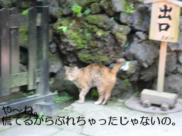 【弁天さまの猫】_b0009849_1614942.jpg