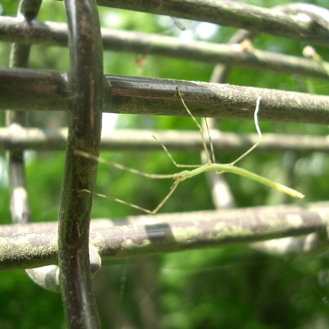 自然観察園の柵と昆虫(９)　０６年５月１日_e0064461_2261342.jpg