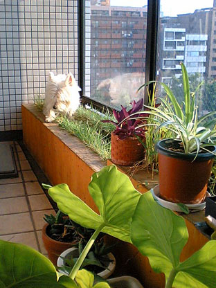 アミィの芝生_b0107163_23554397.jpg