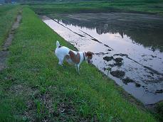 現在の趣味、“田んぼ”の犬。_f0106692_20181429.jpg