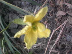 家庭菜園の黄色い花。_f0018099_1929533.jpg