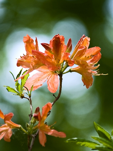 初夏の花、、、№１ 《 ミツガシワ・三槲 》_c0008502_1543624.jpg