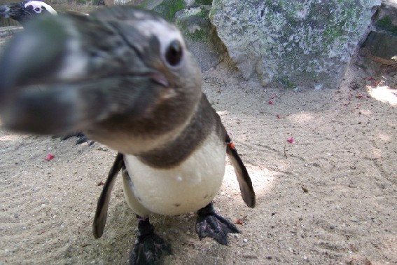 ロッテルダム動物園 （2006年6月）_c0071305_7415342.jpg