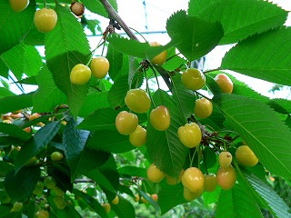 一応・・最近の畑の状況_c0057415_22471185.jpg